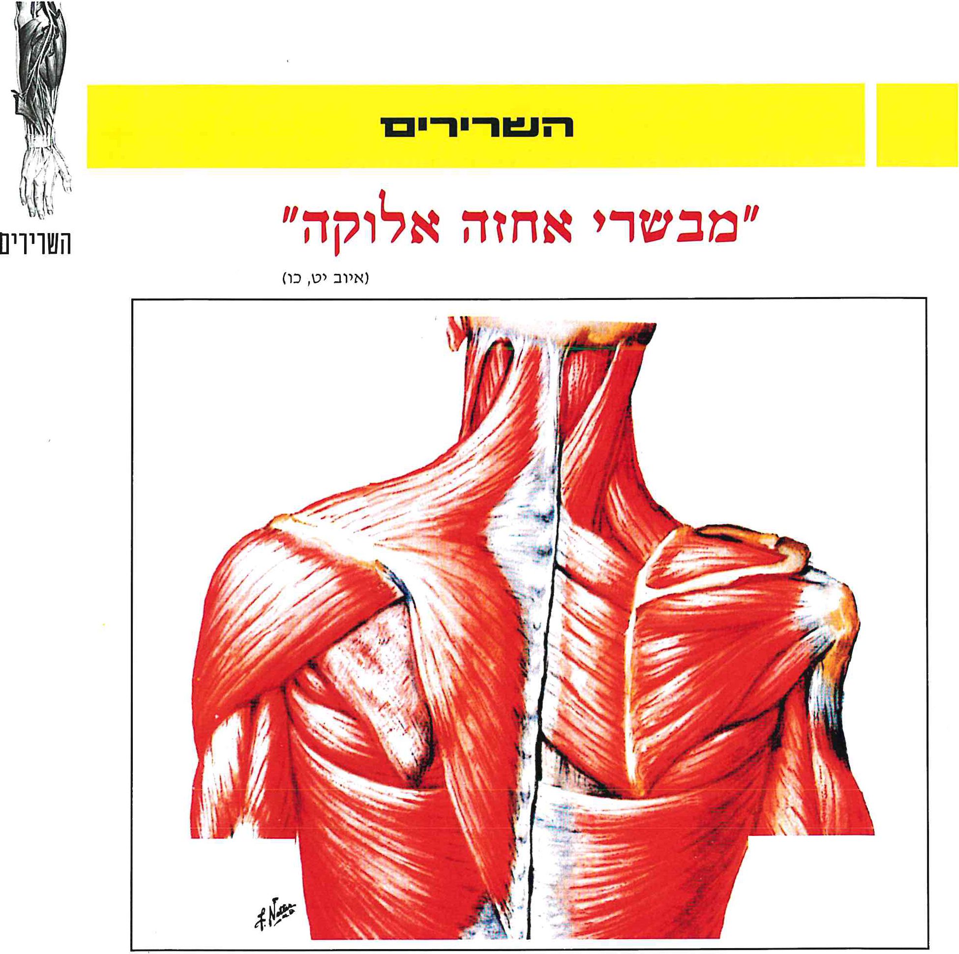 השרירים